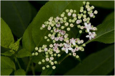 Kruidvlier - Sambucus ebulus