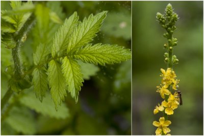 gewone Agrimonie - Agrimonia eupatoria