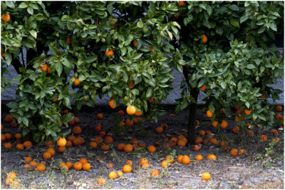 sinaasappelboom - orangetree - laranjeira