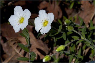 Zandmuur - Arenaria montana