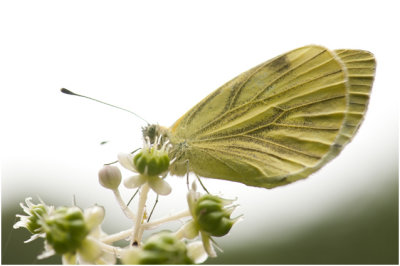 klein geaderd Witje - Pieris napi