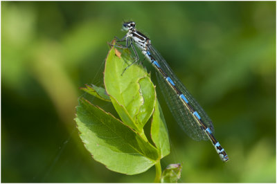 variabele Waterjuffer - Coenagrion pulchellum 