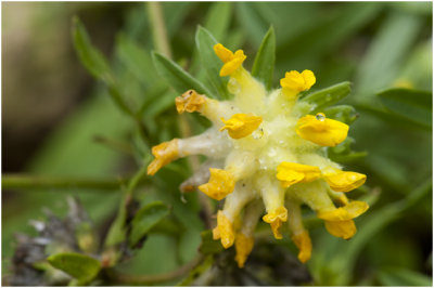 Wondklaver - Anthyllis vulneraria