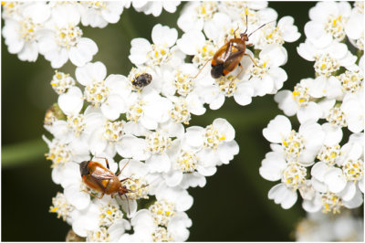 Bladwantsenfamilie - Deraeocoris ruber