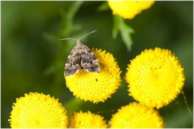 Brandnetelmotje - Anthophila fabriciana