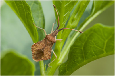 Zuringwants - Coreus marginatus