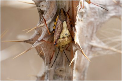 Schildwantsensoort - Carpocoris fuscispinus