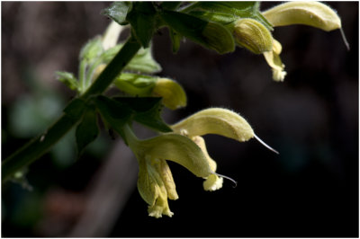 Kleverige Salie - Salvia glutinosa