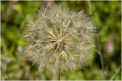 gele Morgenster - Tragopogon pratensis 