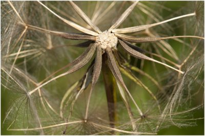 gele Morgenster - Tragopogon pratensis 