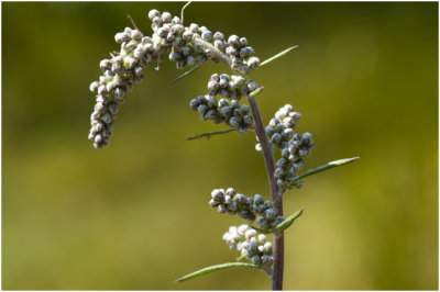 Bijvoet - Artemisia vulgaris