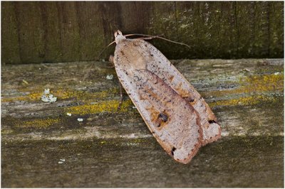 Huismoeder - Noctua pronuba 