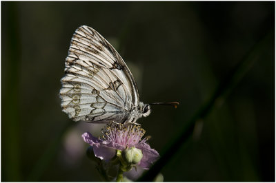 Dambordje - Melanargia galathea