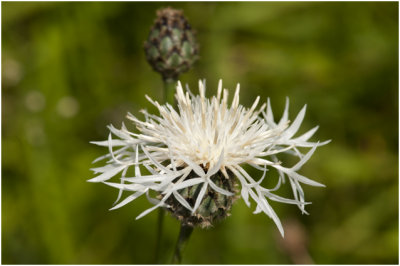 grote Centaurie - Centaurea scabiosa