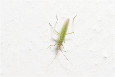 Blindwantsensoort - Trigonotylus caelestialium