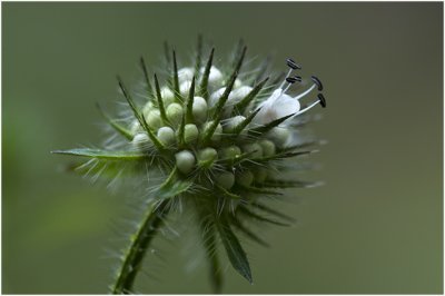 kleine Kaardenbol - Dipsacus pilosus 