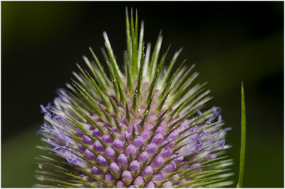  grote Kaardebol - Dipsacus fullonum