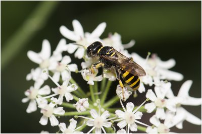 Graafwespensoort - Crabronidae