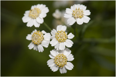 wilde Bertram - Achillea ptarmica