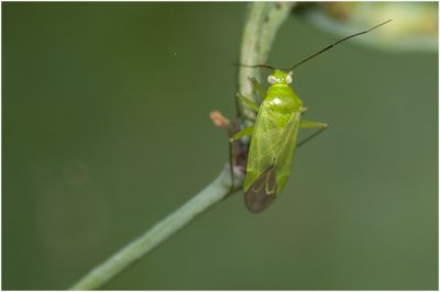 groene Appelwants - Lygocoris pabulinus