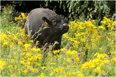 grazers langs de Maas