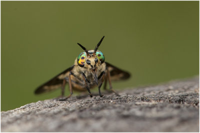 Goudoogdaas - Chrysops relictus