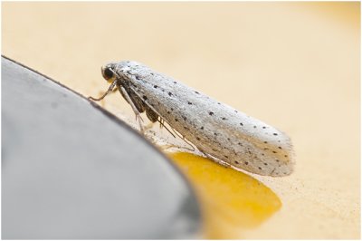 Vogelkersstippelmot - Yponomeuta evonymella 