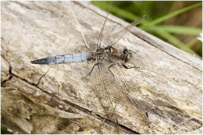 gewone Oeverlibel - Orthetrum cancellatum