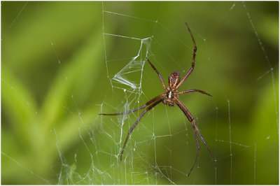 Tijgerspin - Argiope bruennichi - man - male 