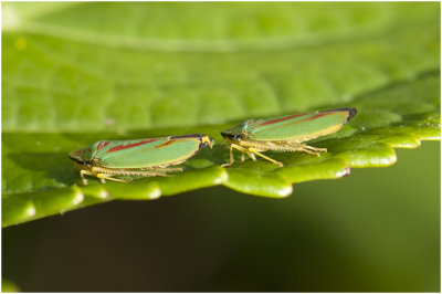 Rhododendroncicade - Graphocephala fennahi