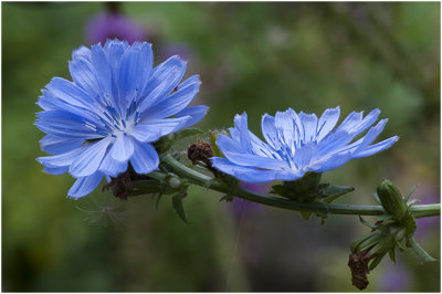 Wilde cichorei - Cichorium intybus