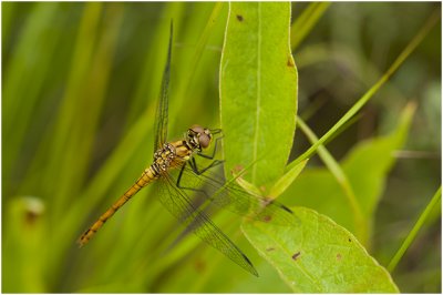 bloedrode Heidelibel - Sympetrum sanguineum - vrouwtje - female