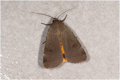 Huismoeder - Noctua pronuba