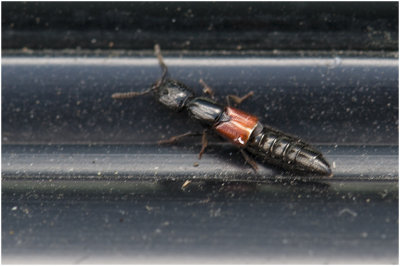 Kortschildkeversoort - Staphylinidae 