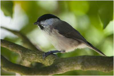 Glanskop - Poecile palustris