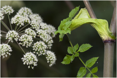 grote Engelwortel - Angelica archangelica