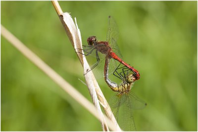 bloedrode Heidelibel - Sympetrum sanguineum