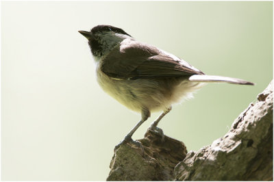 Glanskop - Poecile palustris