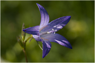 Rapunzelklokje - Campanula rapunculus