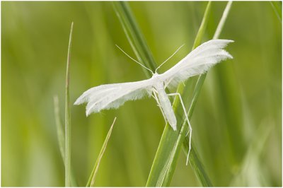 sneeuwwitte Vedermot - Pterophorus pentadactyla