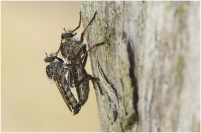 Roofvlieg - Machimus atricapillus 