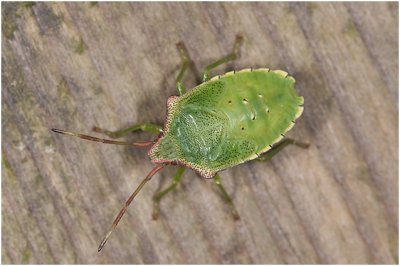 groene Stinkwants - Palomena prasina