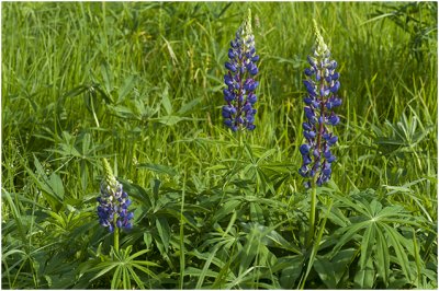 vaste Lupine - Lupinus polyphyllus