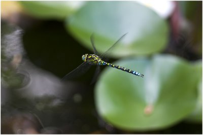 blauwe Glazenmaker - Aeshna cyanea - man - male