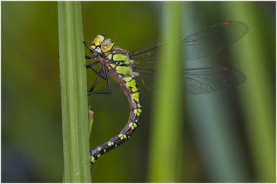 blauwe Glazenmaker - Aeshna cyanea - vrouwtje - female