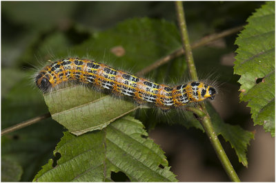 rups van de Wapendrager - Phalera bucephala