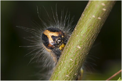 Wapendrager - Phalera bucephala