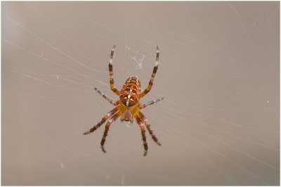 Kruisspin - Araneus diadematus 