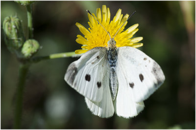 klein Koolwitje - Pieris rapae