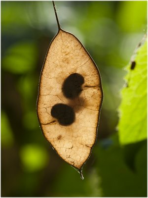 wilde Judaspenning  - Lunaria rediviva